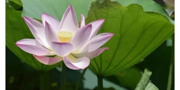 8858cc永利三角带厂家小提示：大暑注意防晒哦！